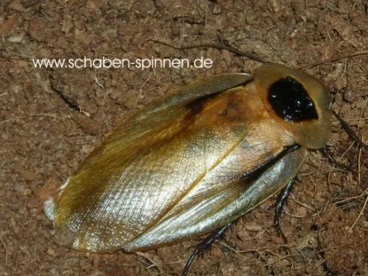 Blaberus discoidalis " Jamaica " - 15 Stück mixed