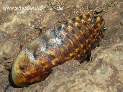 Blaberus discoidalis " Jamaica " - 15 Stück mixed