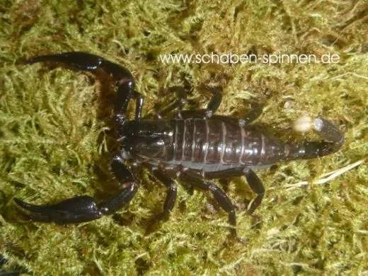 Heterometrus spinifer - KL ca. 3 -4 cm