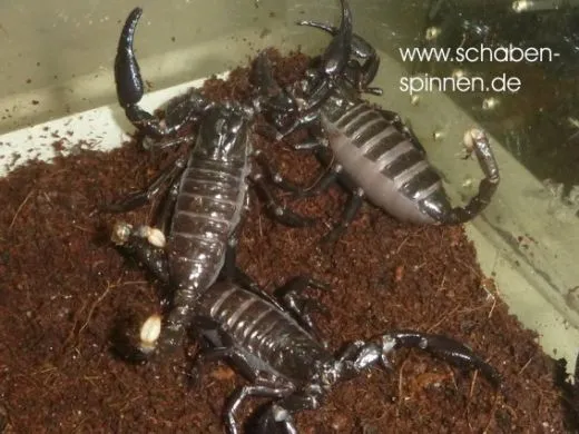 Heterometrus spinifer - KL ca. 3 -4 cm