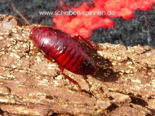 Polyzosteriinae spec. Venezuela - 10 Stück mix,