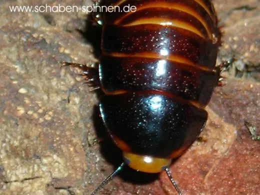 Lucihormetica verrucosa "Colombia" - 100 Stück mixed