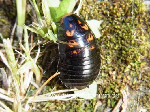 Lucihormetica verrucosa "Venezuela"- 100 Stück mixed