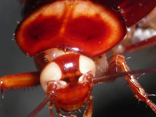 Periplaneta americana "White Eye"- ca. 40 Stück all size