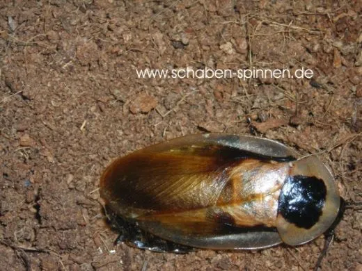 Blaberus parabolicus - 15 Stück mixed