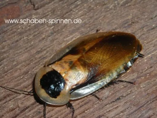 Blaberus parabolicus - 15 Stück mixed