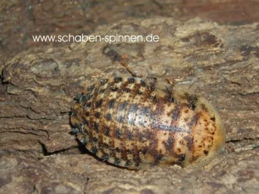 Blaberus parabolicus - 15 Stück mixed