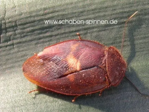 Ergaula capucina - 100 Stück mixed