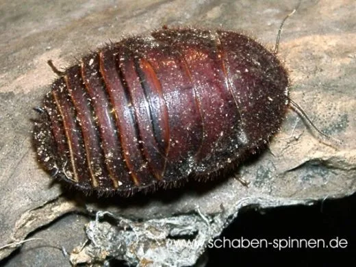 Ergaula capucina - 100 Stück mixed