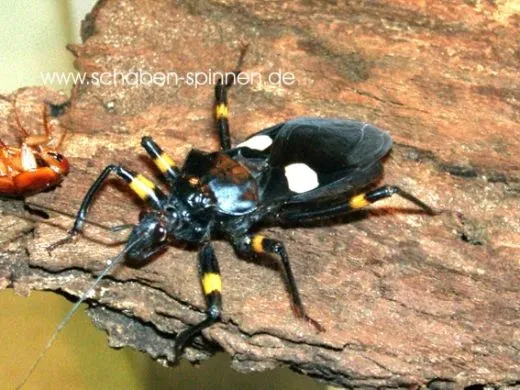 Platymeris biguttata - 50 Stück mixed