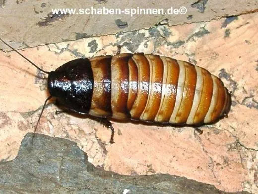 Elliptorhina chopardi - 25 Stück mixed