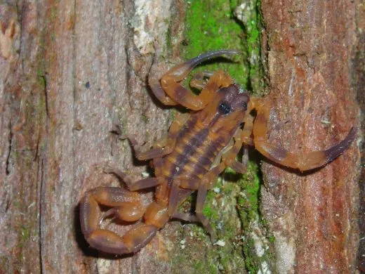 Babycurus jacksoni - Instar 2 - 3,