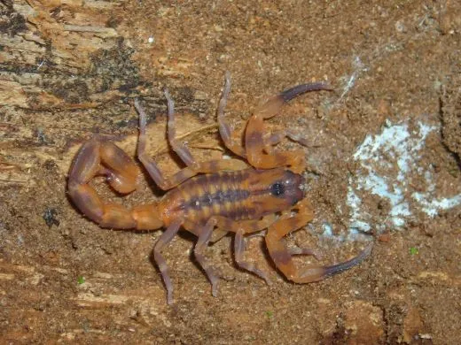 Babycurus jacksoni - Instar 2 - 3,