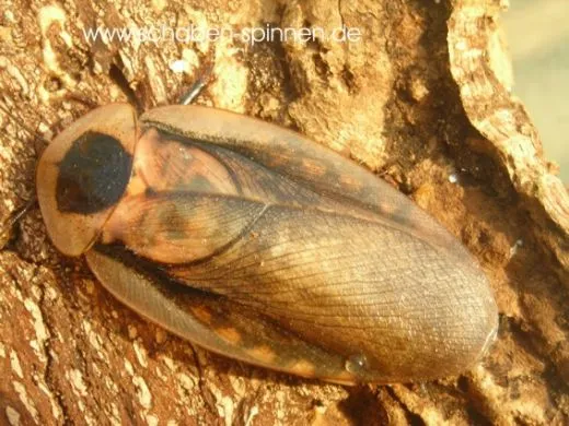 Blaberus spec. " Pantanal " - 10 Stück mixed