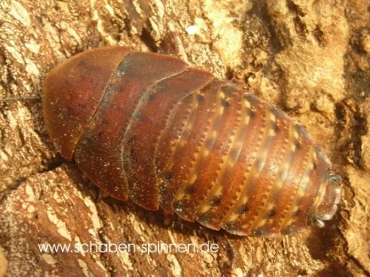 Blaberus spec. " Pantanal " - 10 Stück mixed