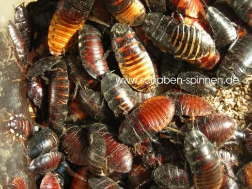 Fauchschaben - Futtermix - 20 Stück mixed