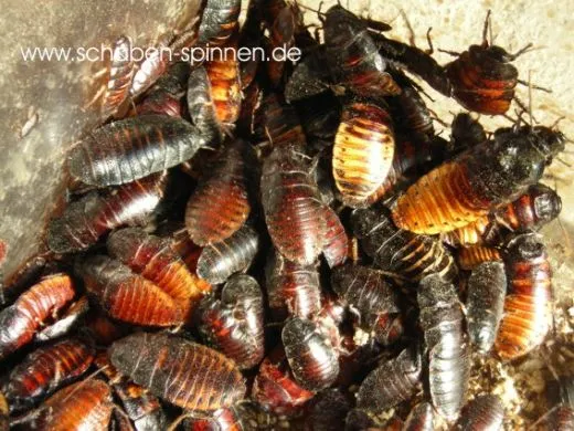 Fauchschaben - Futtermix - 20 Stück mixed