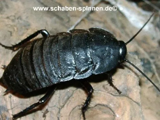 Deropeltis spec. "Masai Mara " - 100 Stück mixed