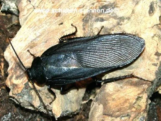 Deropeltis spec. "Masai Mara " - 100 Stück mixed