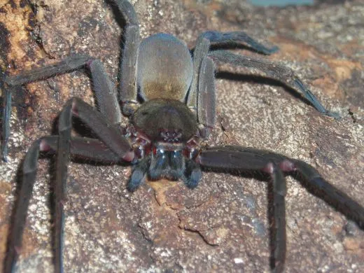 Heteropoda tetrica 3.- 4. FH