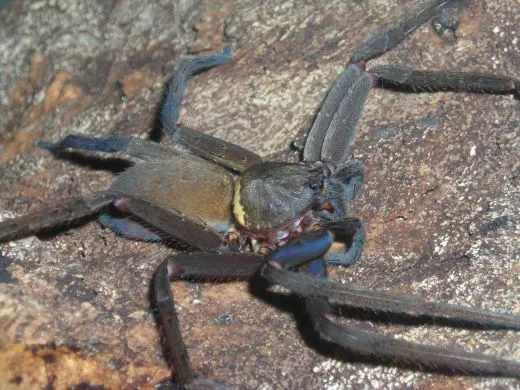 Heteropoda tetrica 3.- 4. FH