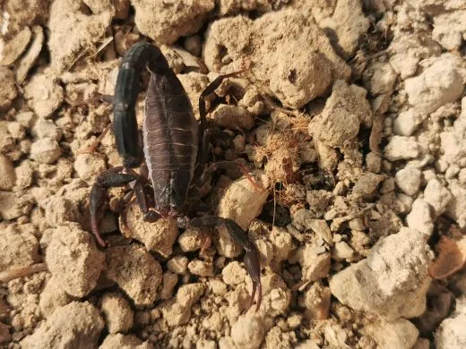 Teruelius grandidieri . subadult/adult X.0