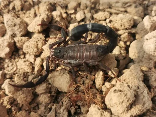 Teruelius grandidieri . subadult/adult X.0