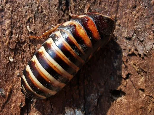 Elliptorhina coquereliana