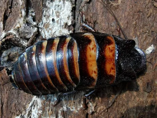 Elliptorhina coquereliana