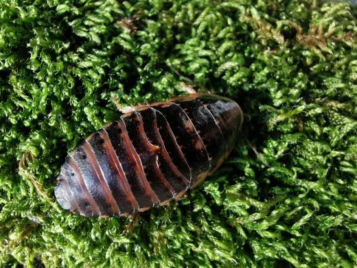 Elliptorhina coquereliana