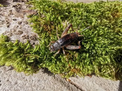 Gryllidae spec. - 10 Stück mixed,