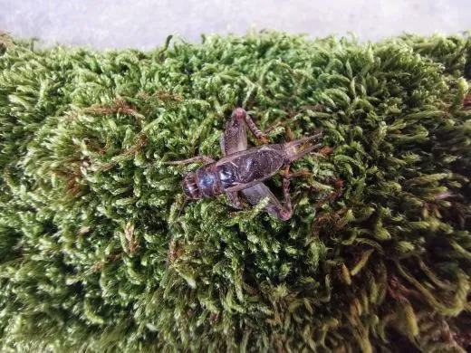 Gryllidae spec. - 10 Stück mixed,