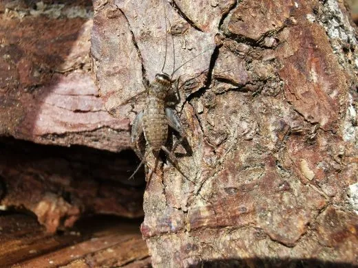 Gryllidae spec. - 10 Stück mixed,