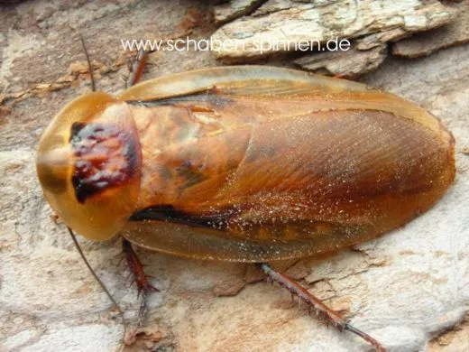 Blaberus spec. " Venezuela " - 10 Stück mixed