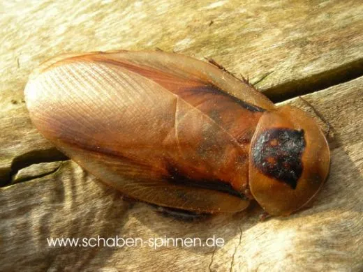 Blaberus spec. " Venezuela " - 10 Stück mixed