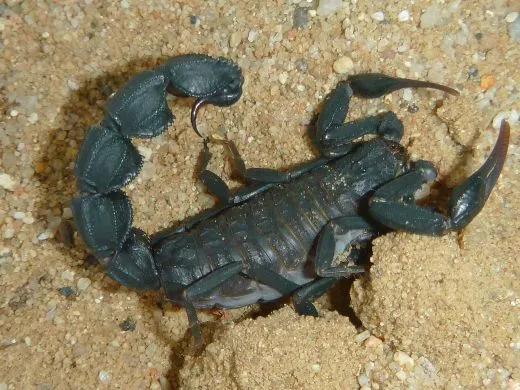 Andrcotonus bicolor - Instar 2 ,