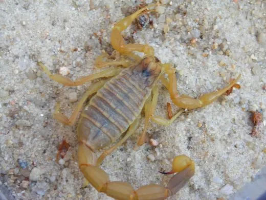 Leiurus quinquestriatus - KL ca. 2 cm,