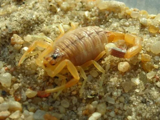 Leiurus quinquestriatus - KL ca. 2 cm,