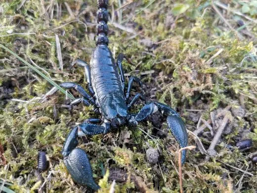 Heterometrus cyaneus - ca. 2-3 cm,