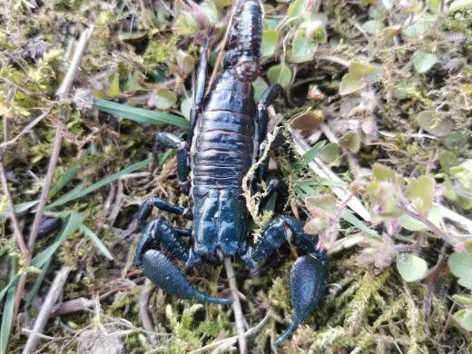 Heterometrus cyaneus - ca. 2-3 cm,