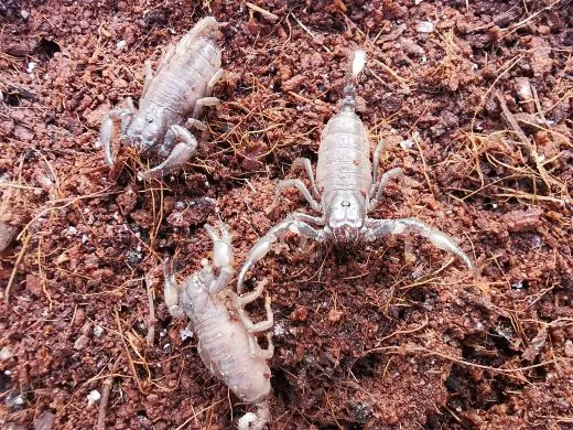 Heterometrus cyaneus - ca. 2-3 cm,