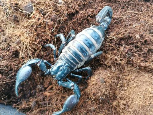 Heterometrus silenus - KL ca. 2-3 cm,