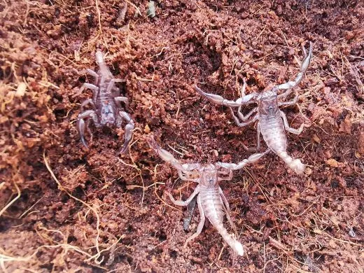 Heterometrus silenus - KL ca. 2-3 cm,