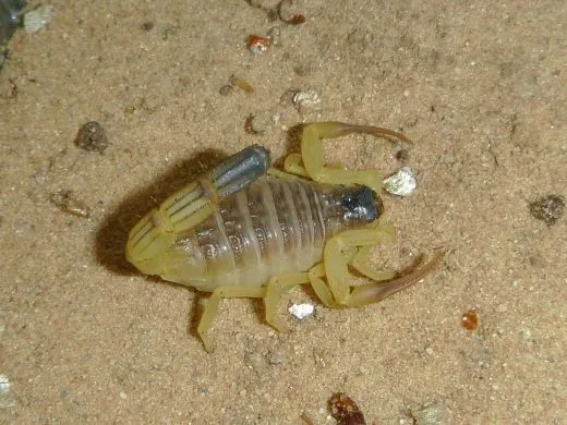 Hottentotta salei - Instar 2