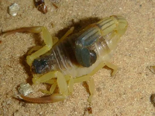 Hottentotta salei - Instar 2