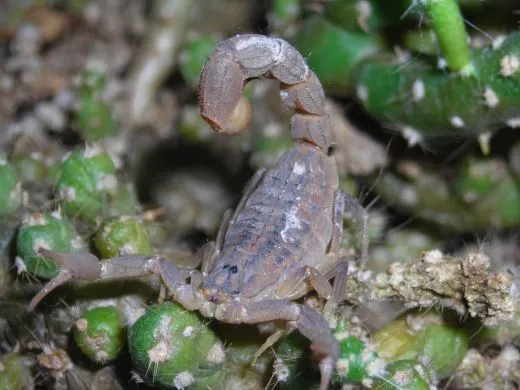 Hottentotta trilineatus - Instar 3