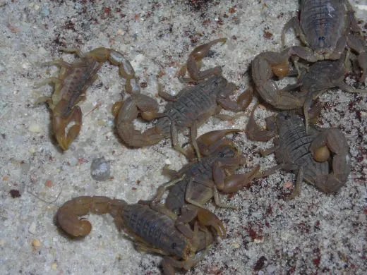 Hottentotta trilineatus - Instar 3