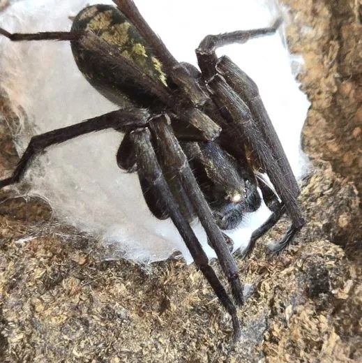 Kiekie spec. Costa Rica - 2.- 3. FH