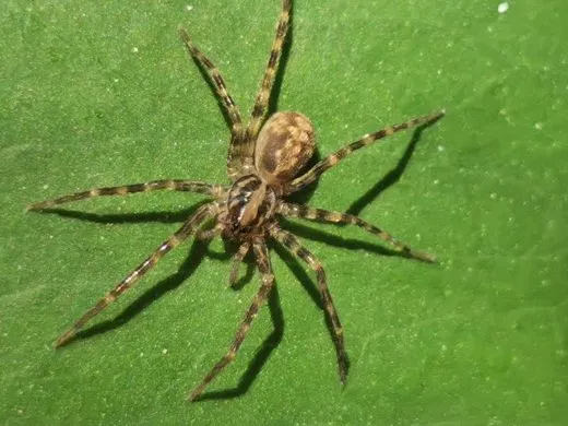 Kiekie spec. Costa Rica - 2.- 3. FH