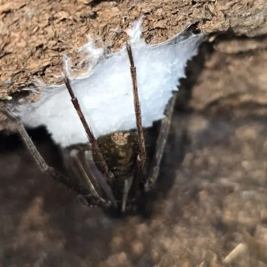 Kiekie spec. Costa Rica - 2.- 3. FH